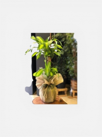 Messengena Ağacı 2