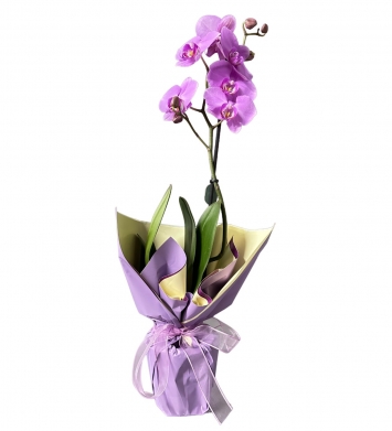 Tek Dal Lila Orkide