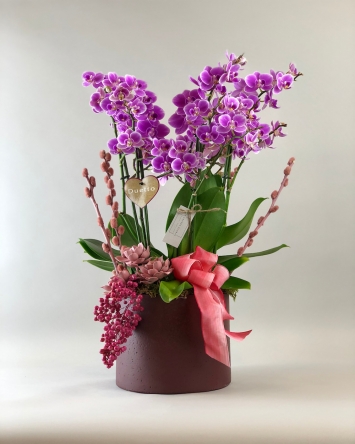 Deluxe Orkide