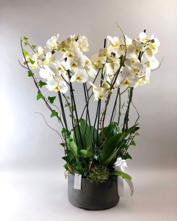 Beyaz Orkideler 